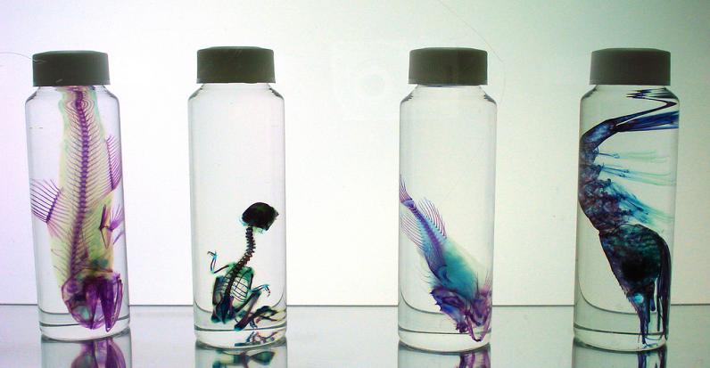 specimens in jar with colored skeleton 21 Specimens with Transparent Skin and Rainbow Skeletons