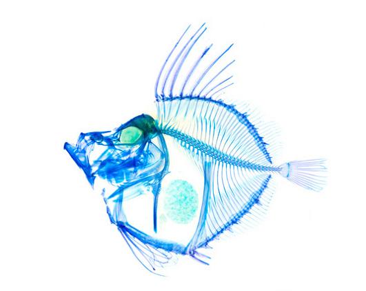 transparent fish with rainbow skeleton 21 Specimens with Transparent Skin and Rainbow Skeletons