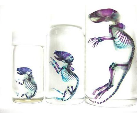 transparent specimen with colored skeletons 21 Specimens with Transparent Skin and Rainbow Skeletons