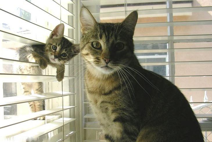 baby cat in window blinds posing with mom Picture of the Day   August 22, 2010