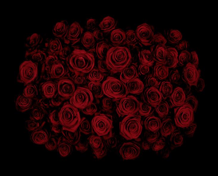 dark red roses Guns and Roses by Guido Mocafico