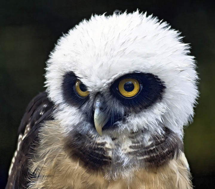 funny looking owl 10 Awesome Facts About Owls [15 pics]