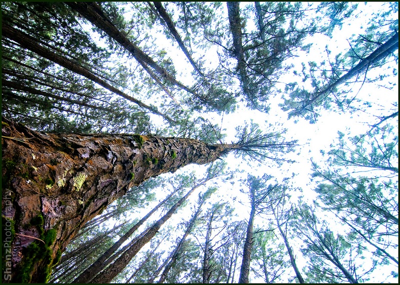 looking up a tree vertical panoramic Picture of the Day   August 26, 2010