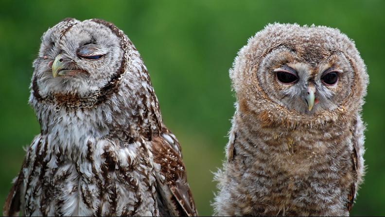 never talk to you again upset owl 10 Awesome Facts About Owls [15 pics]