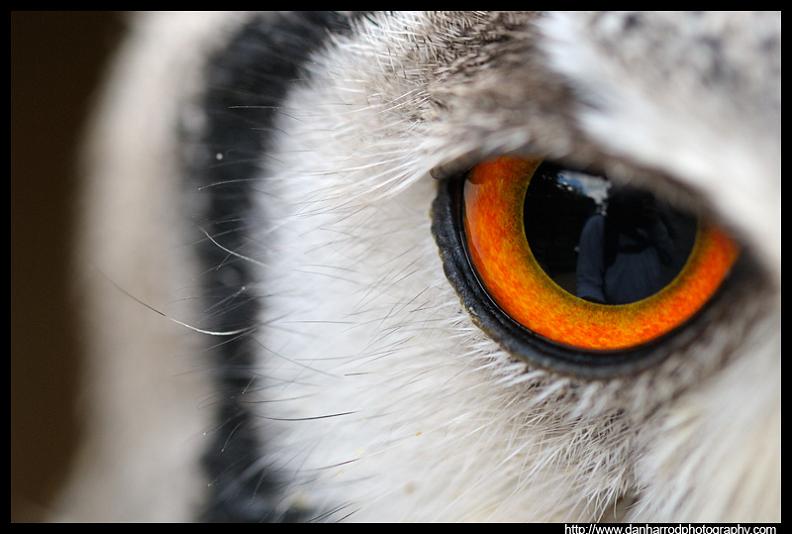 owl eye close up macro 10 Awesome Facts About Owls [15 pics]
