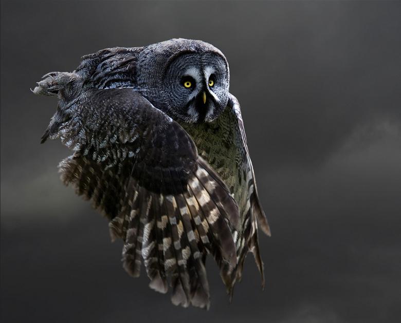 owl flying 25 Stunning Photographs of Birds in Flight