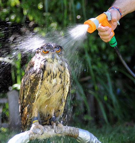 owl getting sprayed with hose water 10 Awesome Facts About Owls [15 pics]