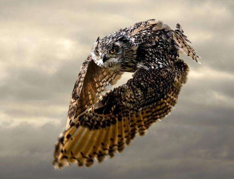 owl in flight 10 Awesome Facts About Owls [15 pics]