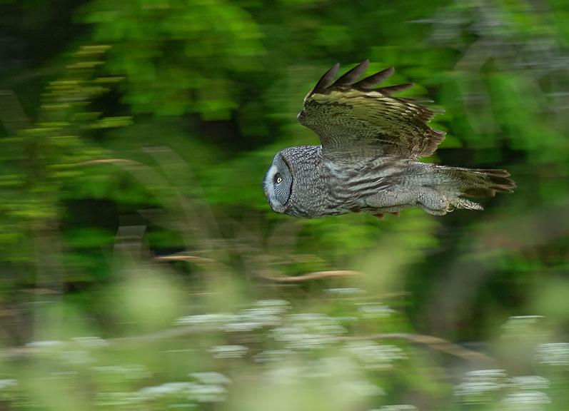 owl in mid flight 10 Awesome Facts About Owls [15 pics]