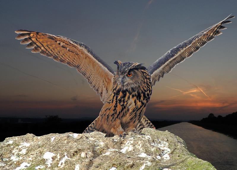 owl landing wings spread 10 Awesome Facts About Owls [15 pics]