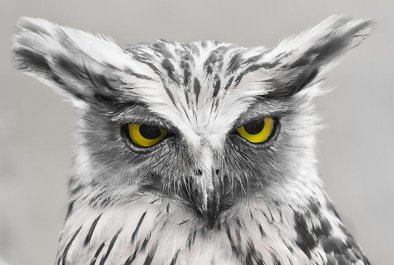owl look of disapproval 10 Awesome Facts About Owls [15 pics]