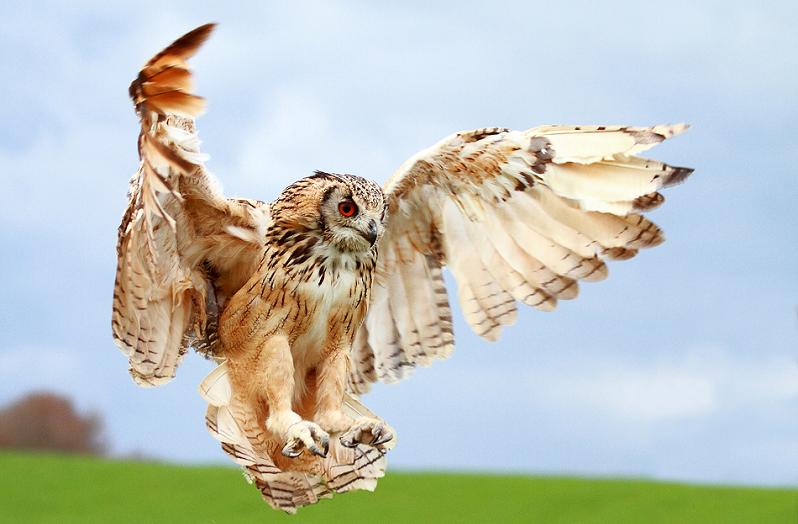 owl wings spread 10 Awesome Facts About Owls [15 pics]
