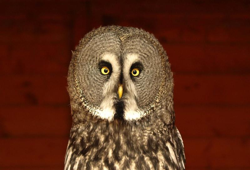 surprised owl 10 Awesome Facts About Owls [15 pics]