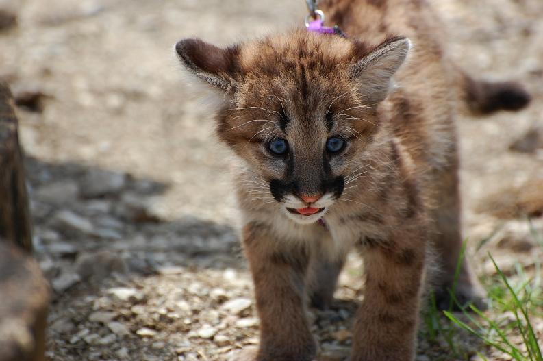 baby panther puma cougar 10 Things You Didnt Know About Cougars [15 pics]