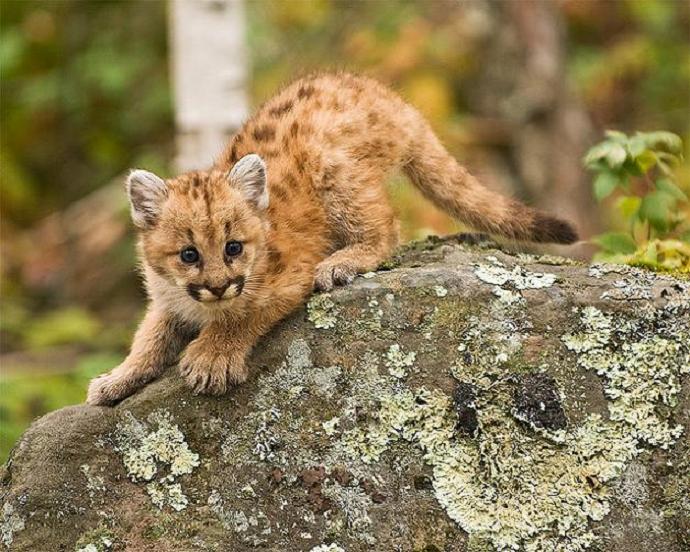 baby puma panther cougar 10 Things You Didnt Know About Cougars [15 pics]