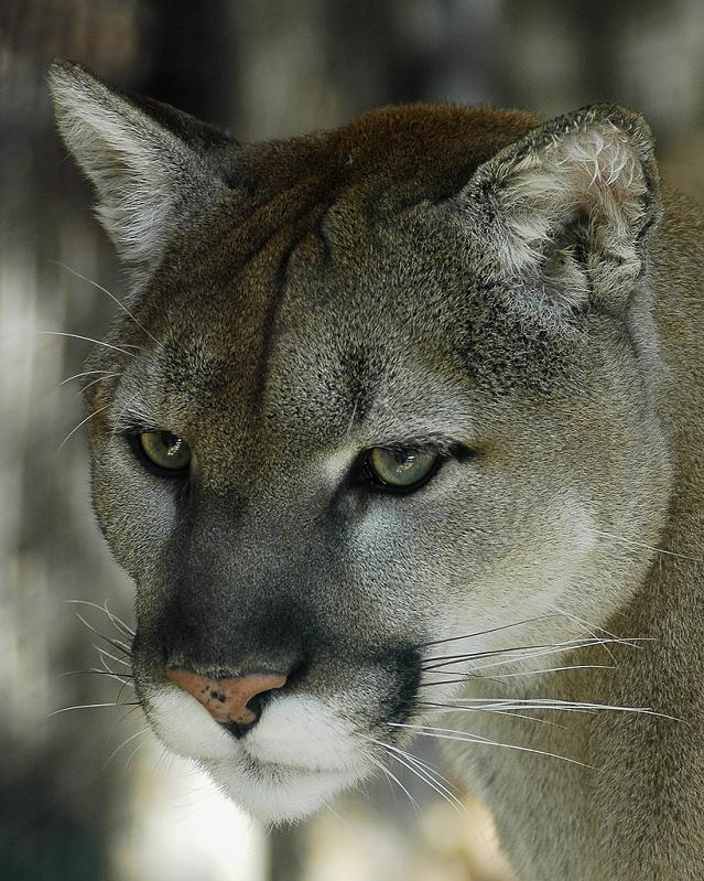 closeup of cougar panther puma face 10 Things You Didnt Know About Cougars [15 pics]