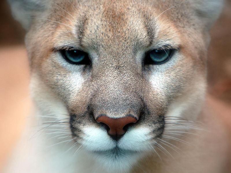 cougar close up face eyes Top Animal & Nature Posts of 2010