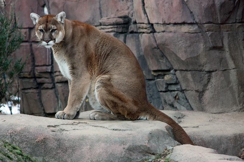 cougar panther puma sitting 10 Things You Didnt Know About Cougars [15 pics]