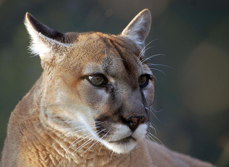 cougar puma mountain lion catamount panther 10 Things You Didnt Know About Cougars [15 pics]