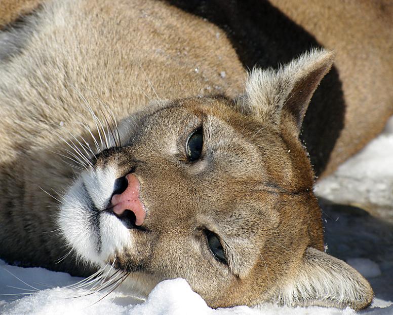 cougar puma mountain lion catamount sleeping 10 Things You Didnt Know About Cougars [15 pics]