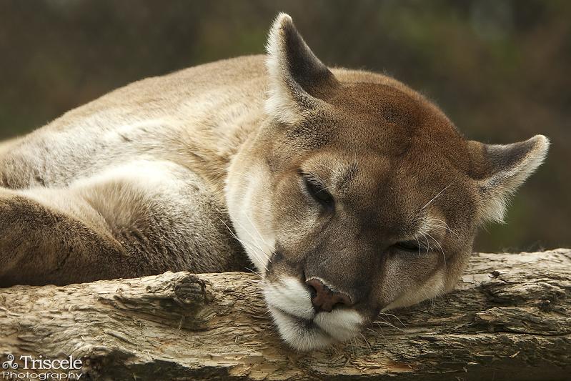 cougar sleeping puma panther 10 Things You Didnt Know About Cougars [15 pics]