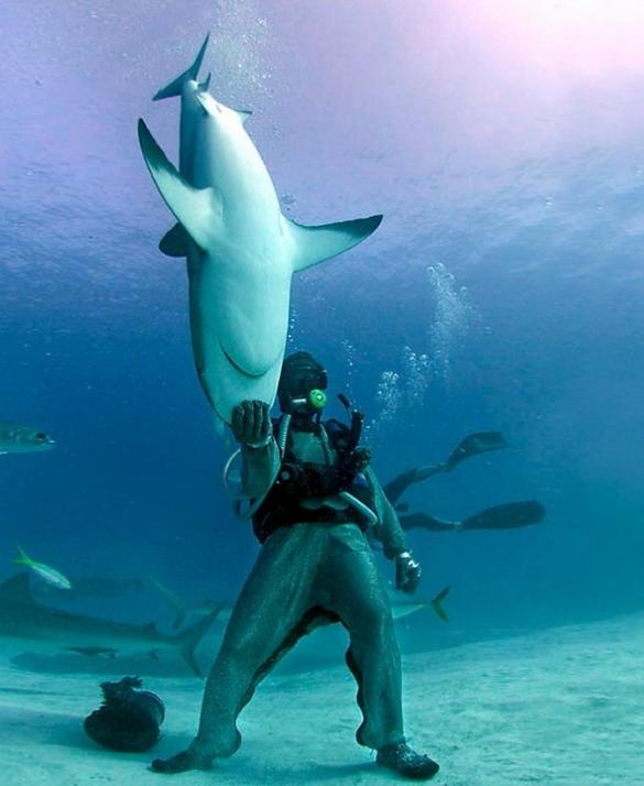 diver holding a shark by its head The Friday Shirk Report   September 3, 2010 | Volume 73