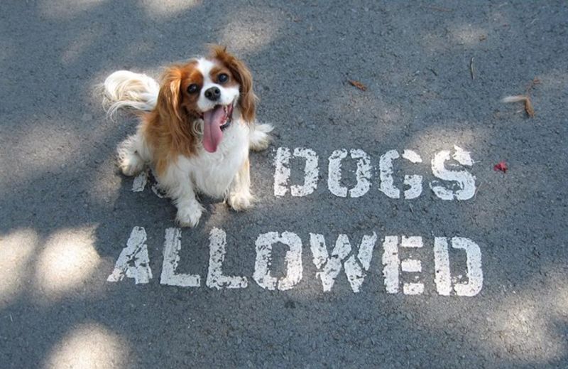 dog sitting on no dogs allowed sign Picture of the Day   September 4, 2010