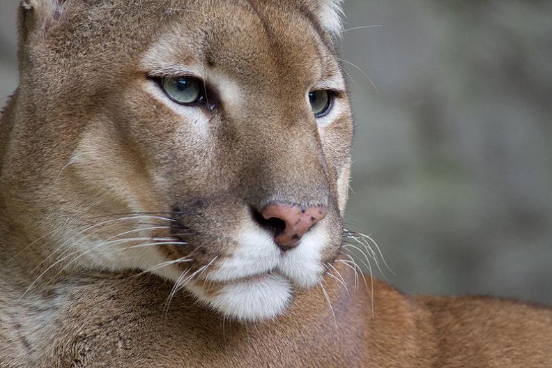 face of a cougar puma panther 10 Things You Didnt Know About Cougars [15 pics]