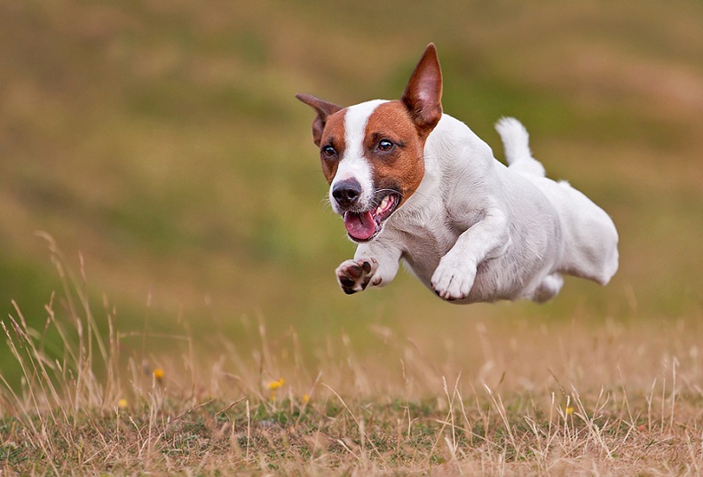 jack russel terrier dog in mid air Picture of the Day   September 26, 2010