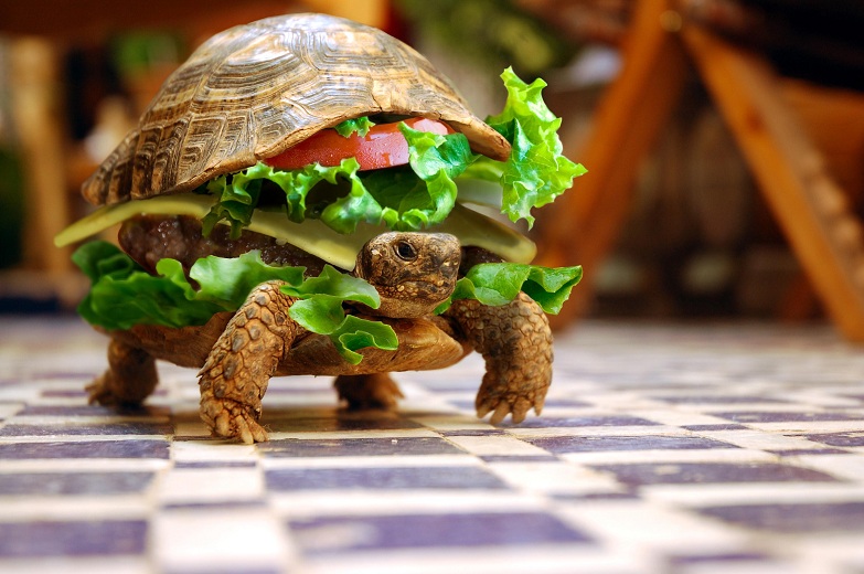 turtle burger Picture of the Day   September 29, 2010