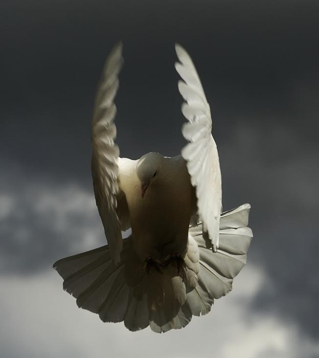 angel bird 25 Stunning Photographs of Birds in Flight