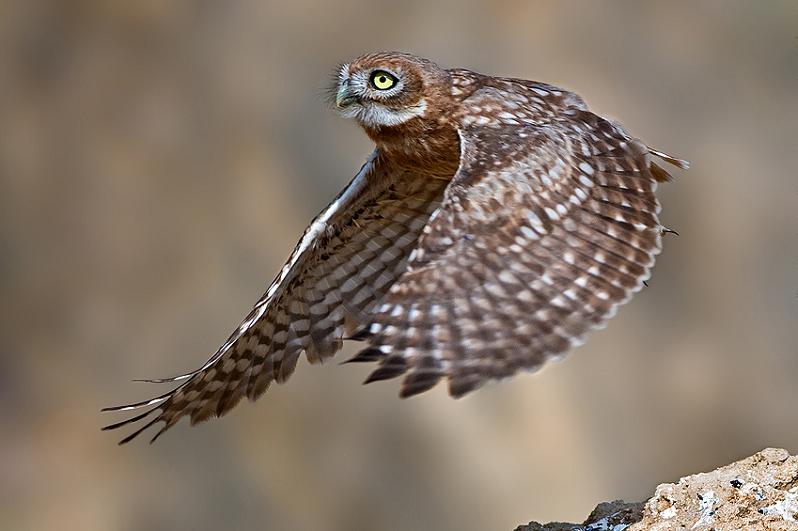 baby owl flying 25 Stunning Photographs of Birds in Flight