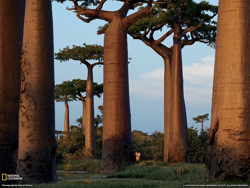 baobab trees madagascar Picture of the Day   Baobab Trees of Madagascar | Oct 26, 2010