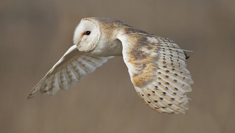 barn owl in flight 25 Stunning Photographs of Birds in Flight
