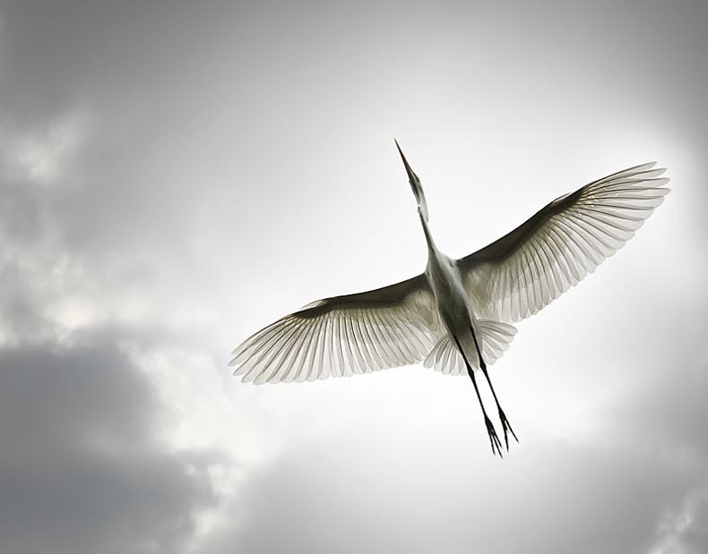 bird from below 25 Stunning Photographs of Birds in Flight