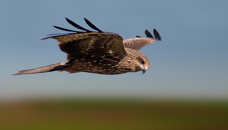 black kite flying 25 Stunning Photographs of Birds in Flight
