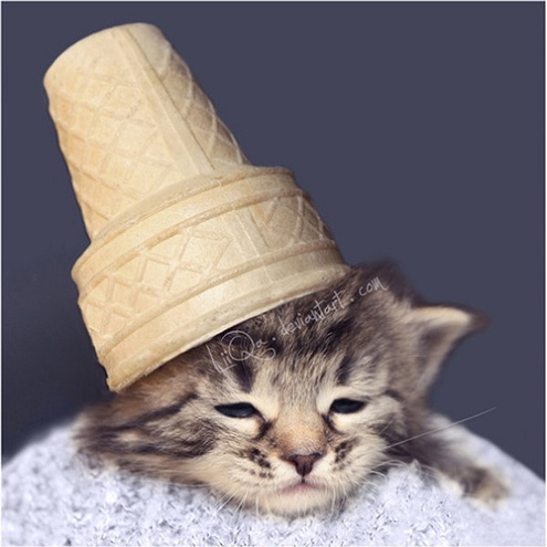 cat kitten with ice cream cone on head  Picture of the Day   October 20, 2010