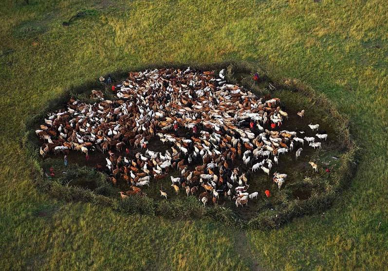 cattle masai mara national park kenya aerial yann arthus bertrand The Incredible Aerial Photography of Yann Arthus Bertrand [25 pics]