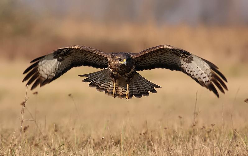 eagle flying 25 Stunning Photographs of Birds in Flight