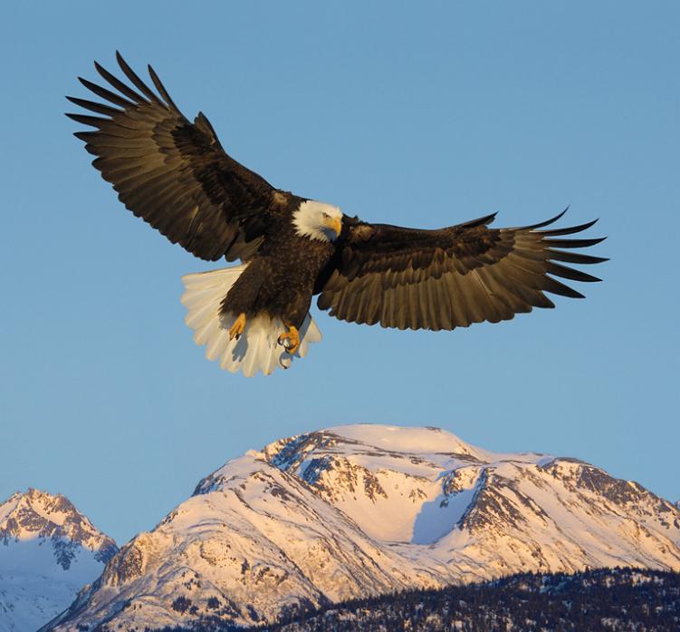 eagle 25 Stunning Photographs of Birds in Flight