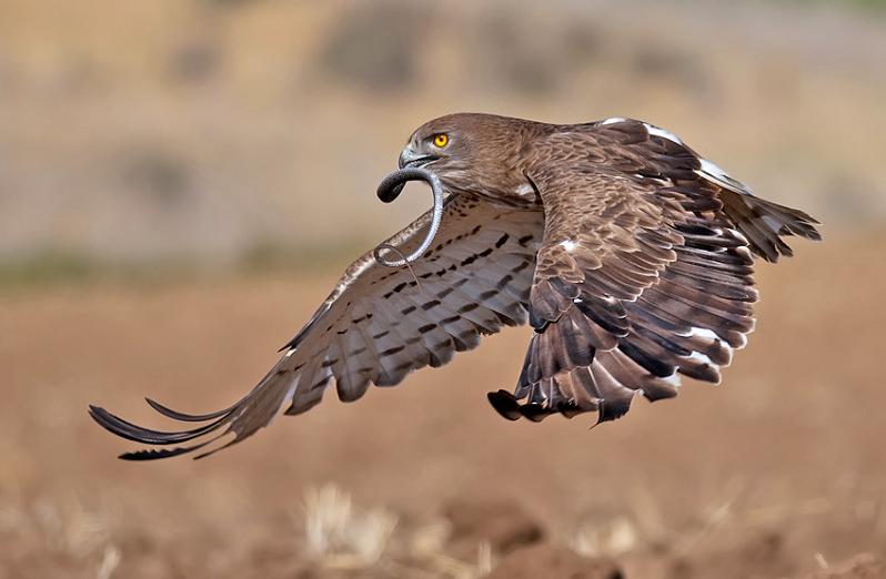 falcon flying with prey in mouth 25 Stunning Photographs of Birds in Flight