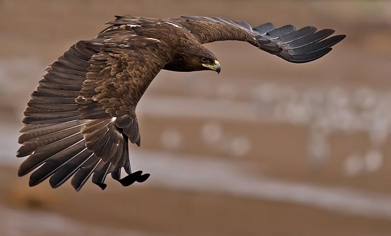 greater spotted eagle 25 Stunning Photographs of Birds in Flight