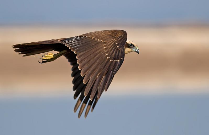harsh harrier 25 Stunning Photographs of Birds in Flight