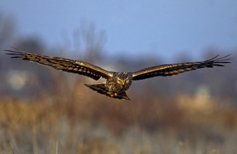 hawk head on 25 Stunning Photographs of Birds in Flight