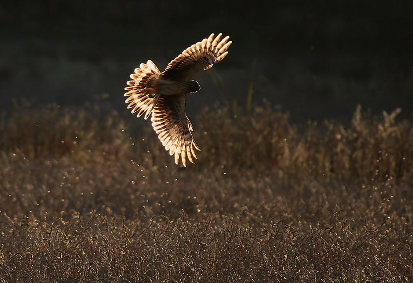 hen harrier 25 Stunning Photographs of Birds in Flight
