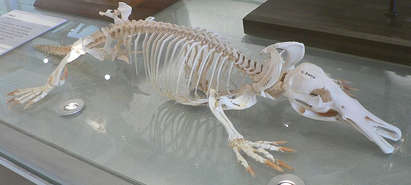 platypus skeleton The Worlds Weirdest Mammal   The Platypus