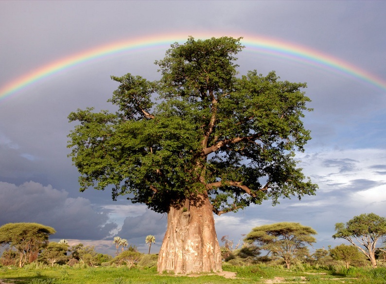 rainbow over baobab tree1 Picture of the Day   October 5, 2010