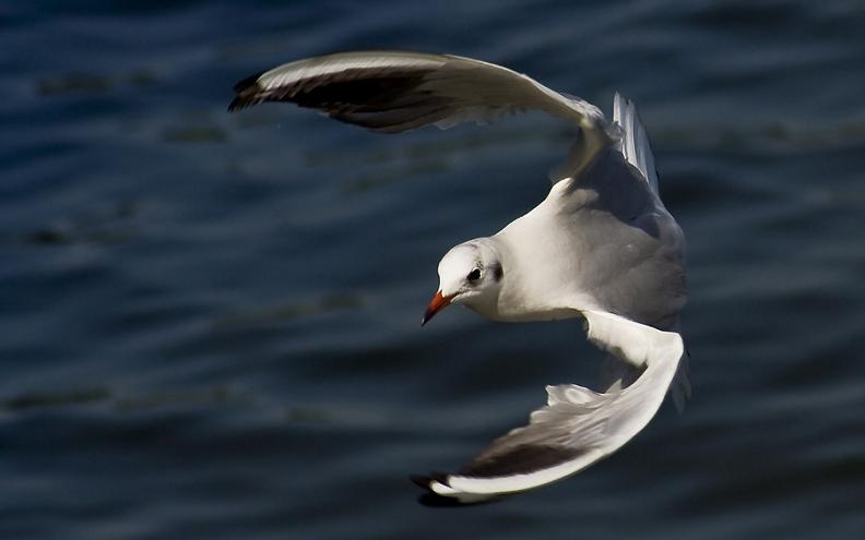 seagull flying 25 Stunning Photographs of Birds in Flight
