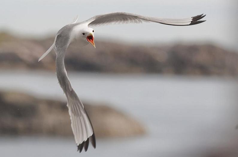 seagull in flight 25 Stunning Photographs of Birds in Flight