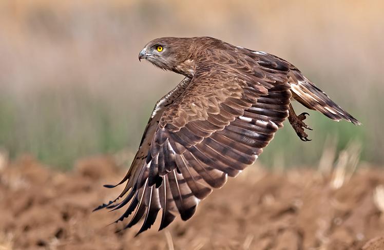 short toed eagle midflight 25 Stunning Photographs of Birds in Flight